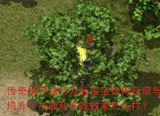 传奇世界法师九级宝宝如何获取与培养?技能和实战效果怎么样? 传奇世界法师九级宝宝如何获取与培养?技能和实战效果怎么样?